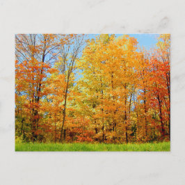 Najaarsfoto van Trees 2004 Briefkaart