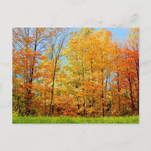 Najaarsfoto van Trees 2004 Briefkaart (Voorkant)