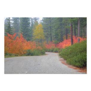 Najaarskleuren van de bossen in de Cascade Foto Afdruk