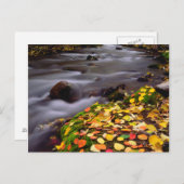 Najaarskleuren van McGee Creek Briefkaart (Voorkant / Achterkant)