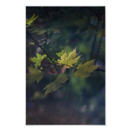 Najaarsreflectie — foto afdruk