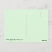 Najaarstrein in het Briefkaart van Washington (Achterkant)