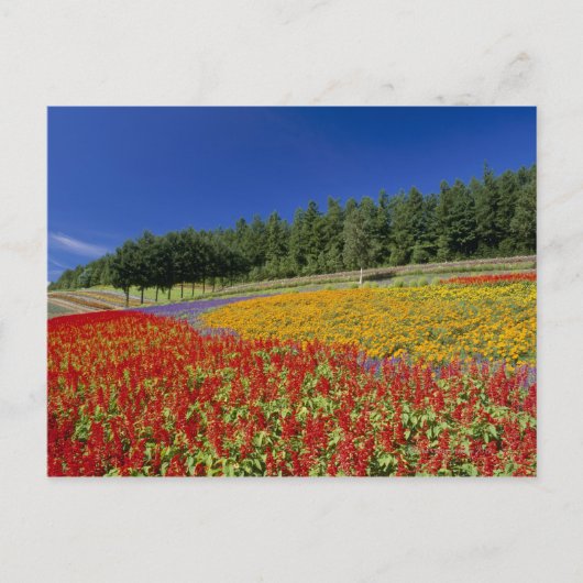 Nakafurano, Sorachi, Hokkaido, Japan Briefkaart (Voorkant)