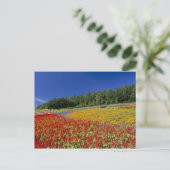 Nakafurano, Sorachi, Hokkaido, Japan Briefkaart (Staand voorkant)