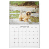 Nala Shih Tzu Cutest Puppy  Kalender (Feb 2026)