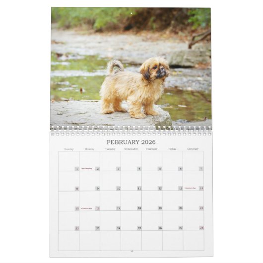 Nala Shih Tzu Cutest Puppy  Kalender (Feb 2026)