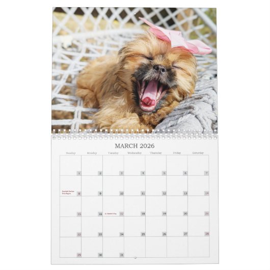 Nala Shih Tzu Cutest Puppy Kalender (Mar 2026)