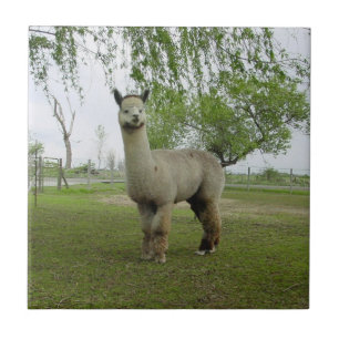 Nam de Grijze Tegel van de Alpaca toe Tegeltje