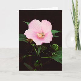 Nam het Lege Wenskaart van de Malve toe Kaart