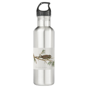 Namaqua chameleon Lizard Reptile Gecko Waterfles