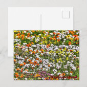 Namaqualand Daises Briefkaart (Voorkant / Achterkant)