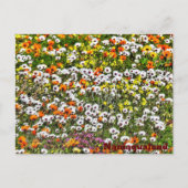 Namaqualand Daises Briefkaart (Voorkant)