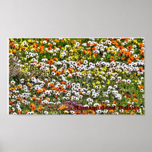 Namaqualand Daisies Season Poster (Voorkant)