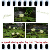 Namaste Lotus Waterlelie Geel Groen Bloemen Briefkaart