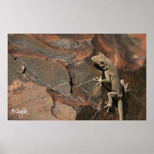 Namib Day Gecko (Bradfield's) Poster (Voorkant)