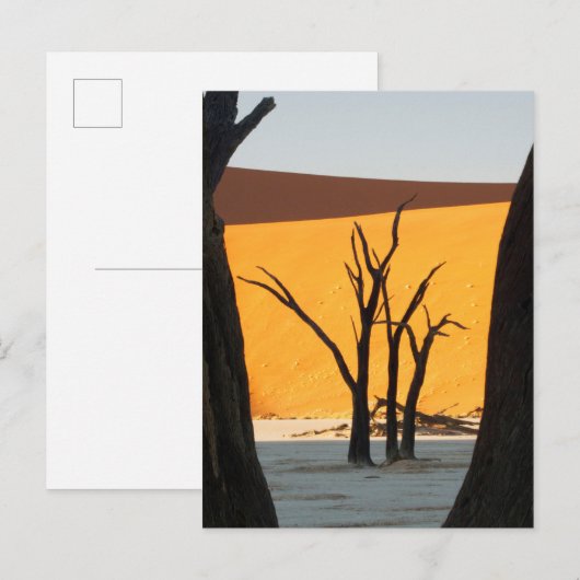 Namib-Naukluft Park, Sossusvlei | Dead Vlei Briefkaart (Voorkant / Achterkant)