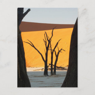 Namib-Naukluft Park, Sossusvlei Dode Vlei Briefkaart