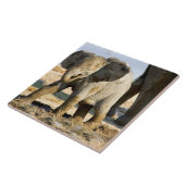 Namibië, Afrika: Afrikaanse olifant Tegeltje (Zijkant)