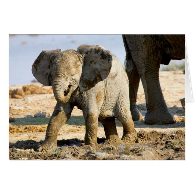 Namibië, Afrika: Baby Afrikaanse Olifant (Voorkant Horizontaal)