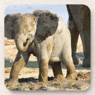 Namibië, Afrika: Baby Afrikaanse Olifant Drankjes Onderzetter