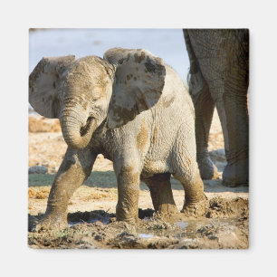 Namibië, Afrika: Baby Afrikaanse Olifant Magneet