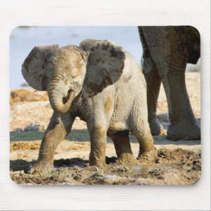 Namibië, Afrika: Baby Afrikaanse Olifant Muismat