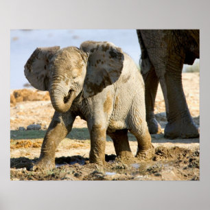 Namibië, Afrika: Baby Afrikaanse Olifant Poster