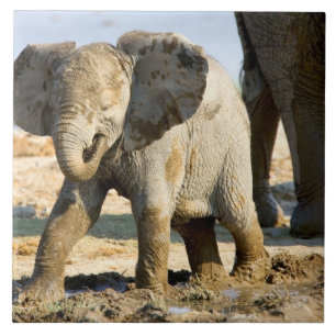 Namibië, Afrika: Baby Afrikaanse Olifant Tegeltje