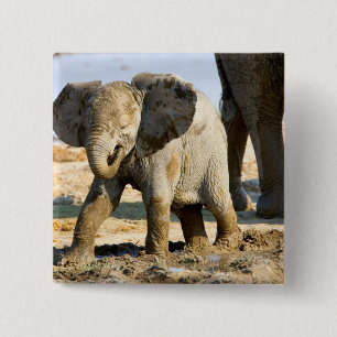 Namibië, Afrika: Baby Afrikaanse Olifant Vierkante Button 5,1 Cm