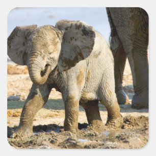 Namibië, Afrika: Baby Afrikaanse Olifant Vierkante Sticker