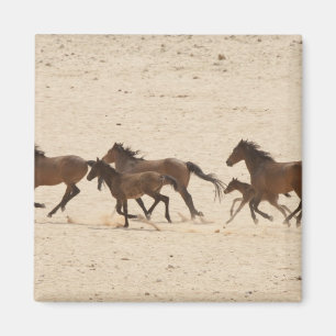 Namibië, Aus. Groep wilde paarden die rennen op Magneet