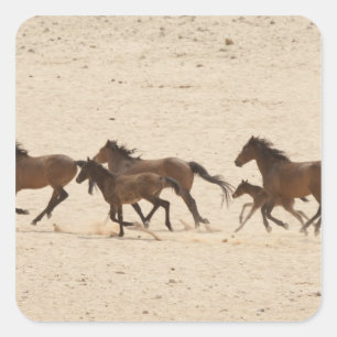 Namibië, Aus. Groep wilde paarden die rennen op Vierkante Sticker
