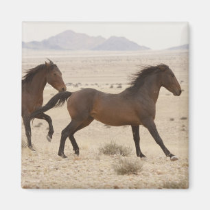 Namibië, Aus. Wilde paarden rennen op de Namib Magneet