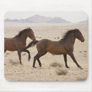 Namibië, Aus. Wilde paarden rennen op de Namib Muismat