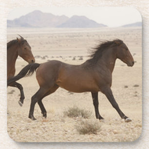 Namibië, Aus. Wilde paarden rennen op de Namib Onderzetter