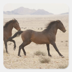 Namibië, Aus. Wilde paarden rennen op de Namib Vierkante Sticker
