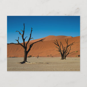Namibië - Bomen met petrificatie op het briefkaart