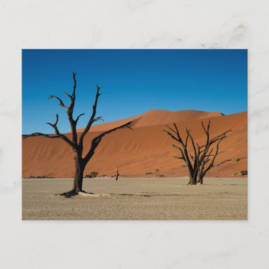 Namibië - Bomen met petrificatie op het briefkaart (Voorkant)