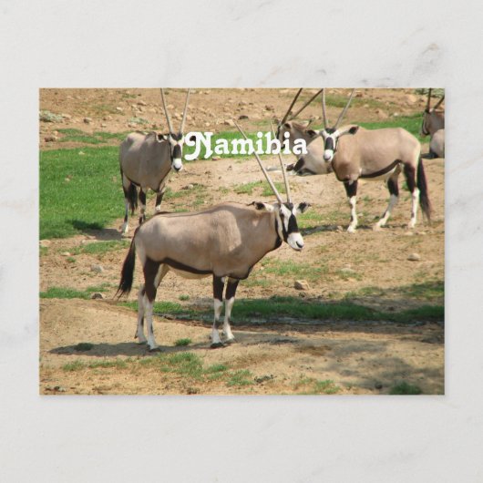 Namibië Briefkaart (Voorkant)