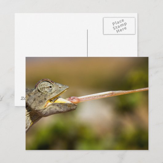 Namibië - Desert Chameleon briefkaart (Voorkant / Achterkant)