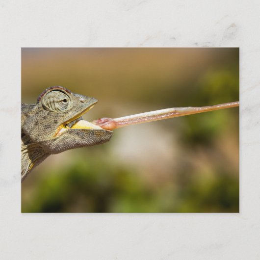 Namibië - Desert Chameleon briefkaart (Voorkant)