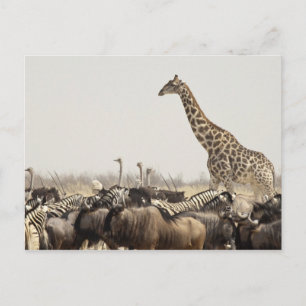 Namibië, Etosha National Park. Een eenzame giraffe Briefkaart