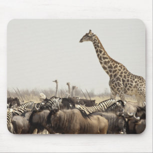 Namibië, Etosha National Park. Een eenzame giraffe Muismat