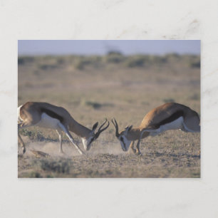 Namibië, Etosha National Park, Twee mannetjes Briefkaart