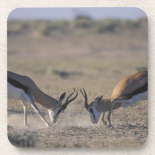 Namibië, Etosha National Park, Twee mannetjes Drankjes Onderzetter