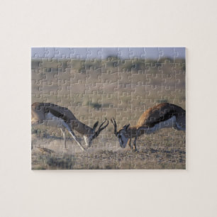 Namibië, Etosha National Park, Twee mannetjes Legpuzzel