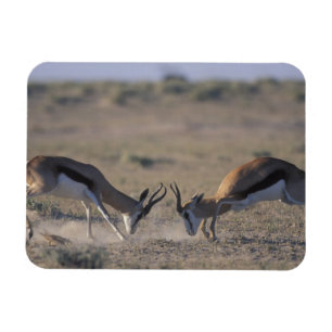 Namibië, Etosha National Park, Twee mannetjes Magneet