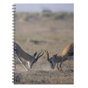 Namibië, Etosha National Park, Twee mannetjes Notitieboek