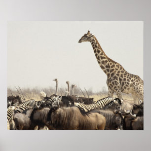 Namibië, Nationaal Park Etosha. Een eengiraffe Poster