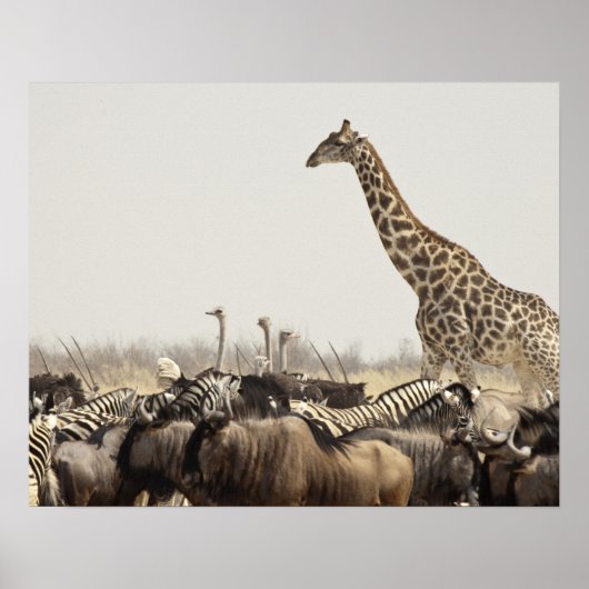 Namibië, Nationaal Park Etosha. Een eengiraffe Poster (Voorkant)